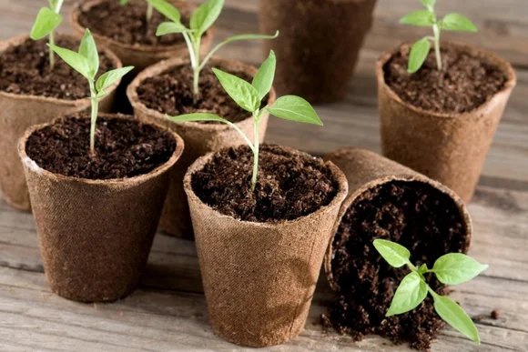 Junge Pflanzen in Anzuchttöpfen