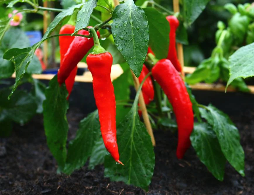 Rote Chilischoten an Pflanze