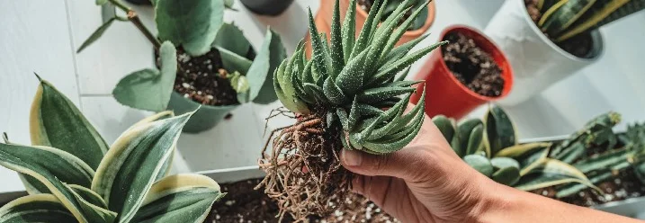 Person hält Sukkulente mit Wurzeln