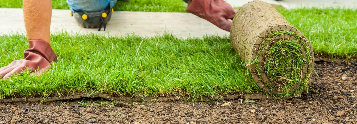 Person verlegt Rollrasen