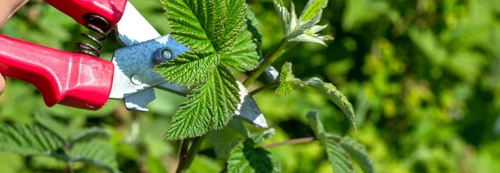 Hand schneidet Brombeerzweig mit Gartenschere