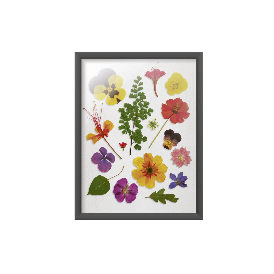 Gerahmte, gepresste Blumen.