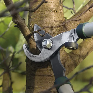 Astschere schneidet Ast