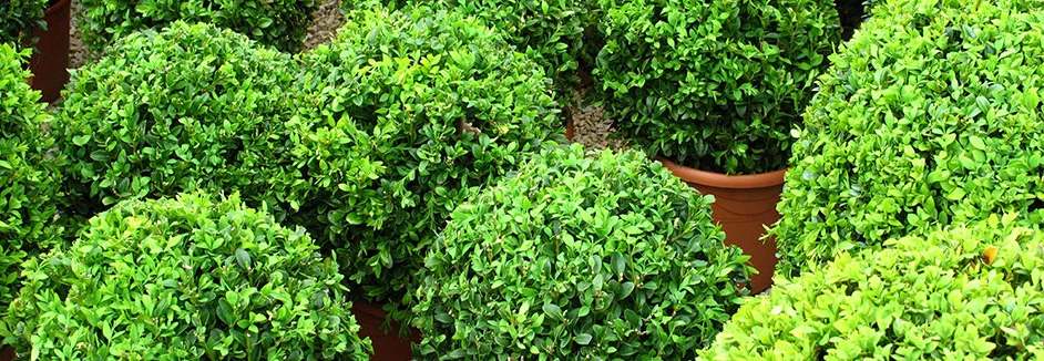 Viele grüne Buchsbäume in Töpfen