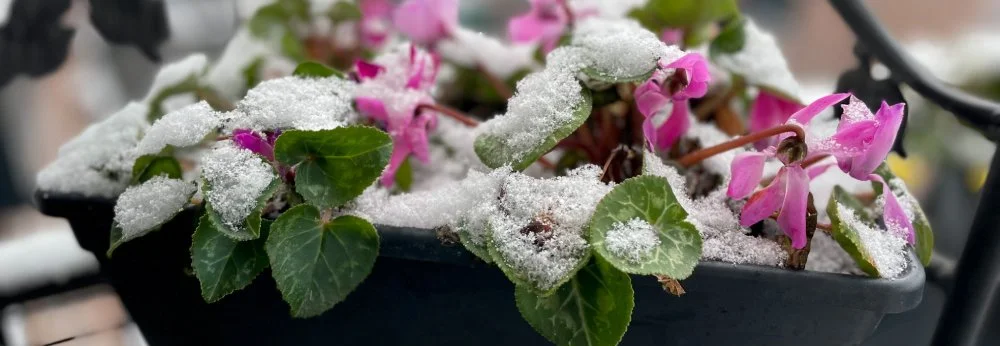 Nahaufnahme von rosa Alpenveilchen in einem Blumenkasten, die mit Schnee bedeckt sind.