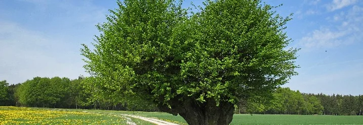 Baum mit herzförmiger Krone