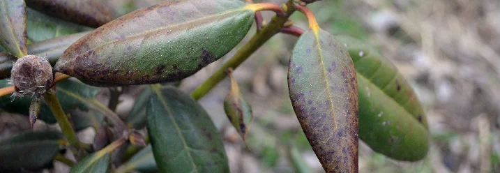 Nahaufnahme kranker Blätter