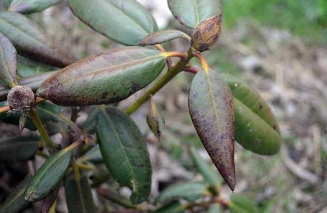 Rhododendron pflanzen | toom Baumarkt