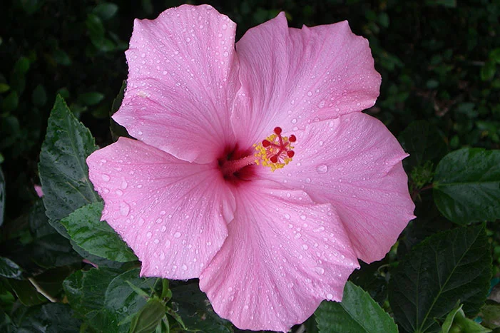 Rosa Hibiskusblüte mit Regentropfen