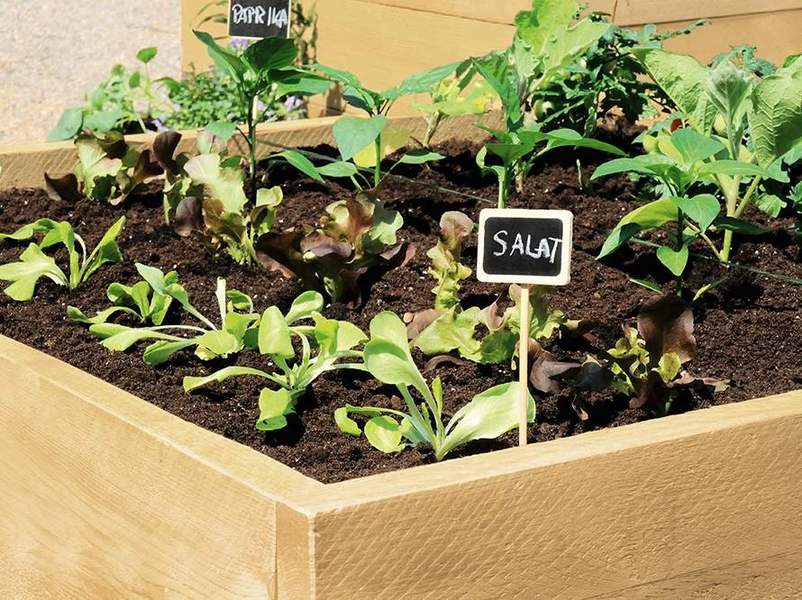 Holzbeet mit jungen Pflanzen