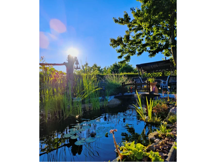 Sonniger Gartenteich mit Steg und Laube
