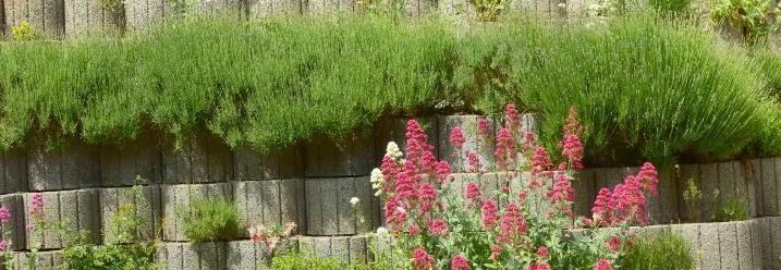Pflanzenringe im Hang mit Blumen