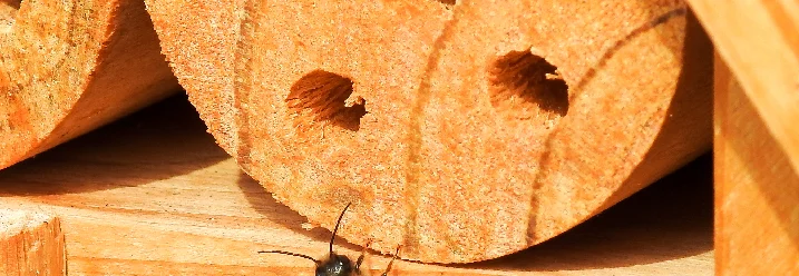 Biene an Insektenhotel