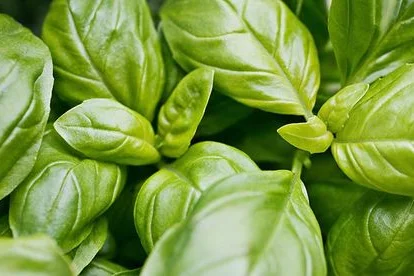 Nahaufnahme von Basilikumblättern