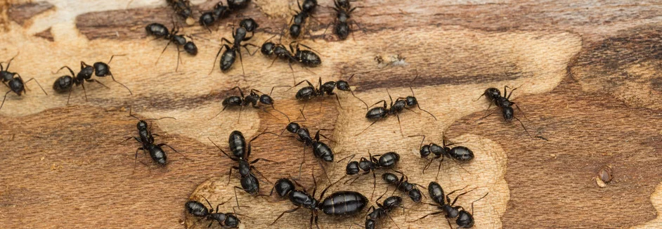Nahaufnahme von schwarzen Ameisen auf einer Holzoberfläche.