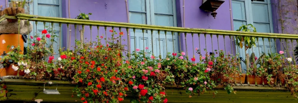 Blumen auf einem Balkon