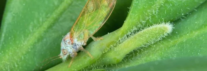 Grüne Zikade auf grünem Blatt