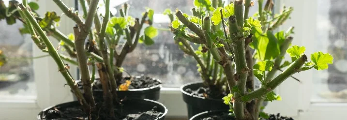 Vier zurückgeschnittene Pflanzen am Fenster