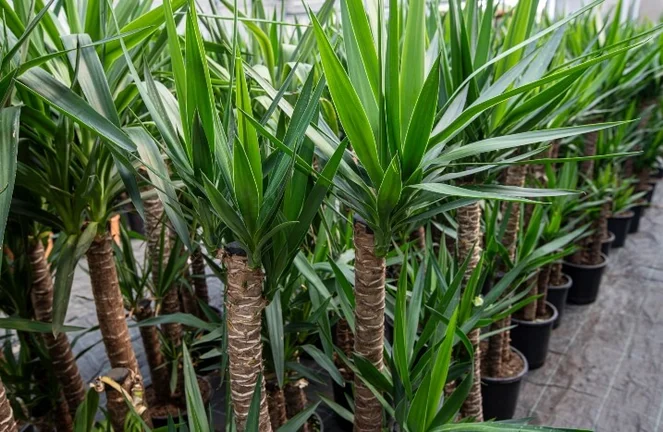 growing banana plants Banana Plant ‘Dwarf Lady Finger’ For Sale – Logee's Plants main image 0