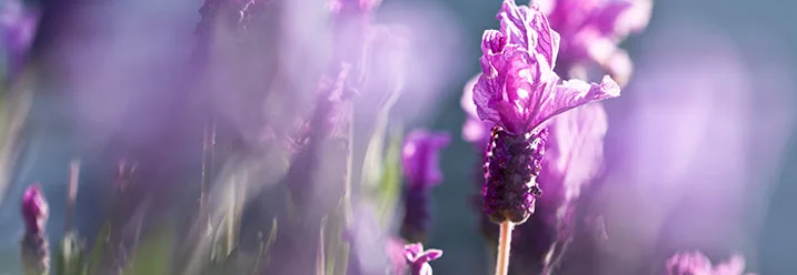 Lila Lavendelblüten