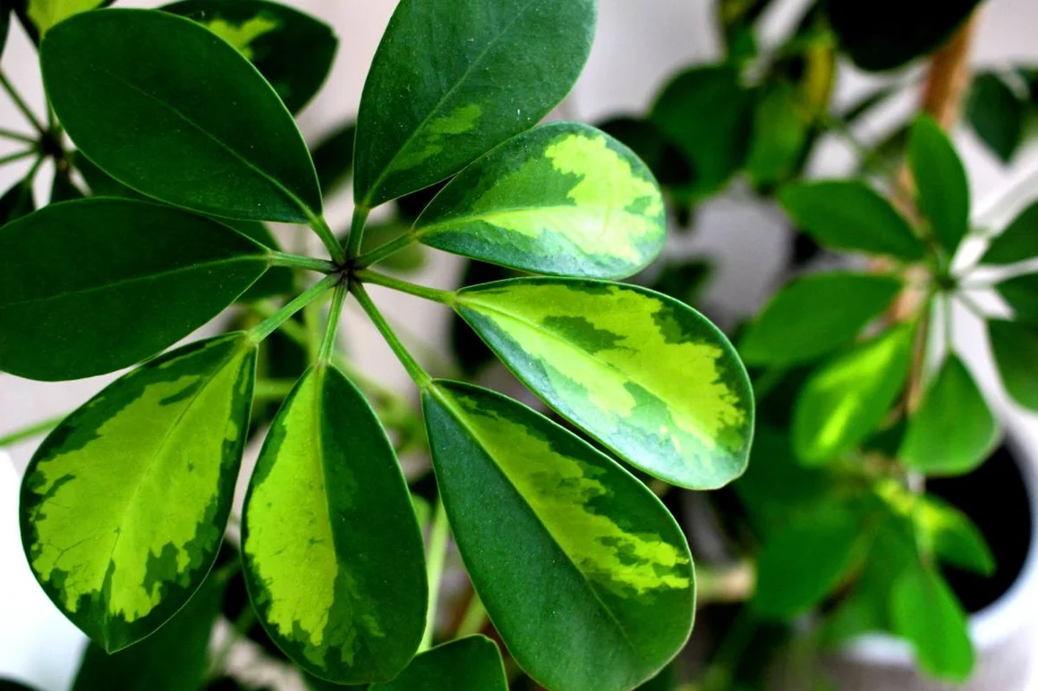 Grüne Blätter mit gelber Musterung