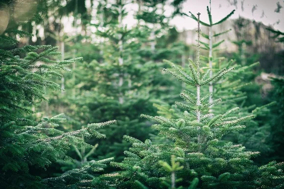 Viele junge Tannenbäume