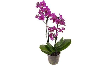 RT ProPlanet Orchideen 45 19 717x467 Schmetterlingsorchidee