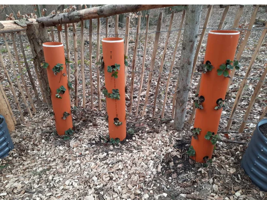 Erdbeeren wachsen in Rohren