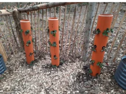 Erdbeeren wachsen in Rohren