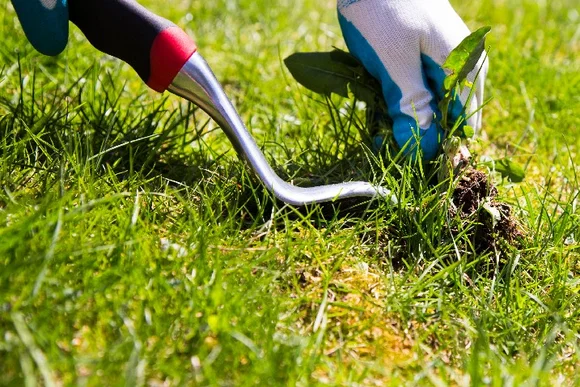 Unkraut jäten mit Werkzeug