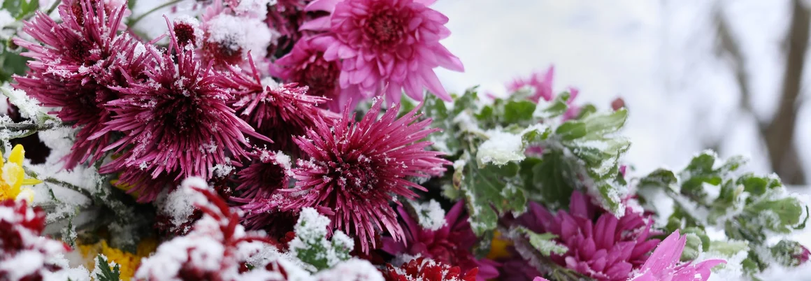 Verschneite Chrysanthemen