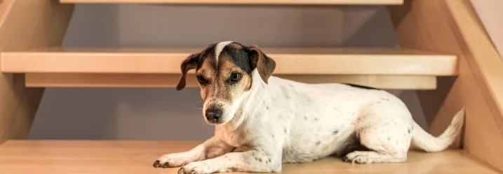 Hund liegt auf Holztreppe
