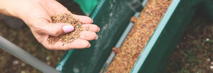 Hand hält Grassamen über einem Streuwagen