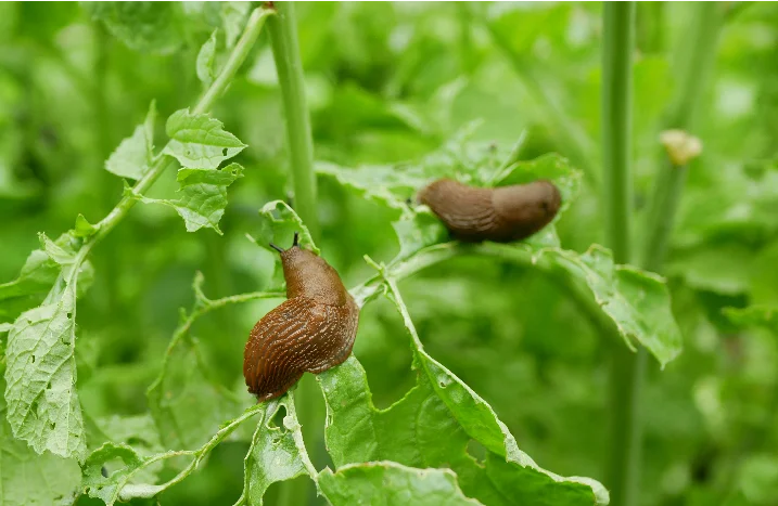 Zwei Nacktschnecken auf grünen Blättern