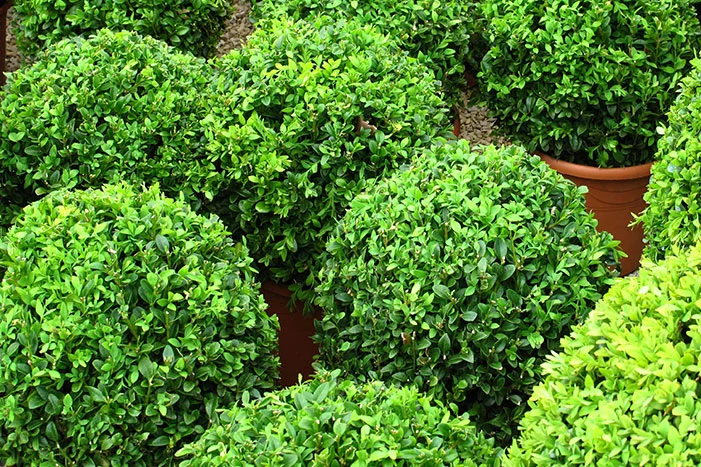 Grüne Buchsbäume in Töpfen