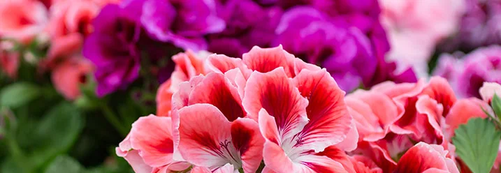 Nahaufnahme von rosa-roten Geranien