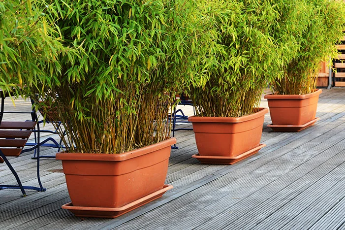 Drei Bambuspflanzen in Töpfen