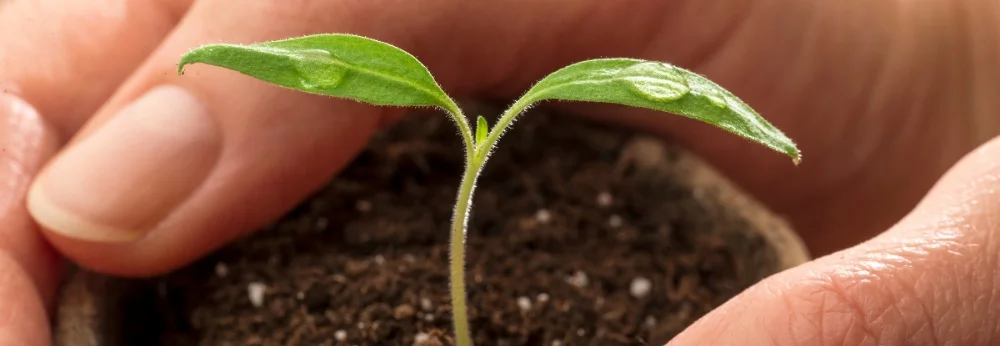 Hände halten einen Tomatensetzling