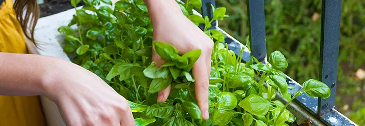 Person erntet Basilikum mit Schere