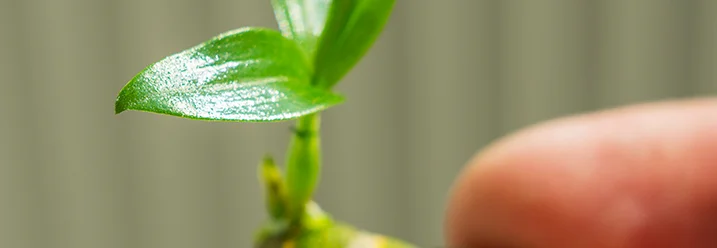 Hand hält grüne Pflanze