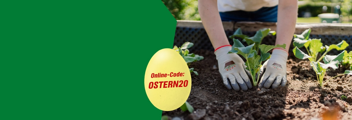 Eine Person pflanzt mit Gartenhandschuhen einen Setzling in ein Hochbeet.