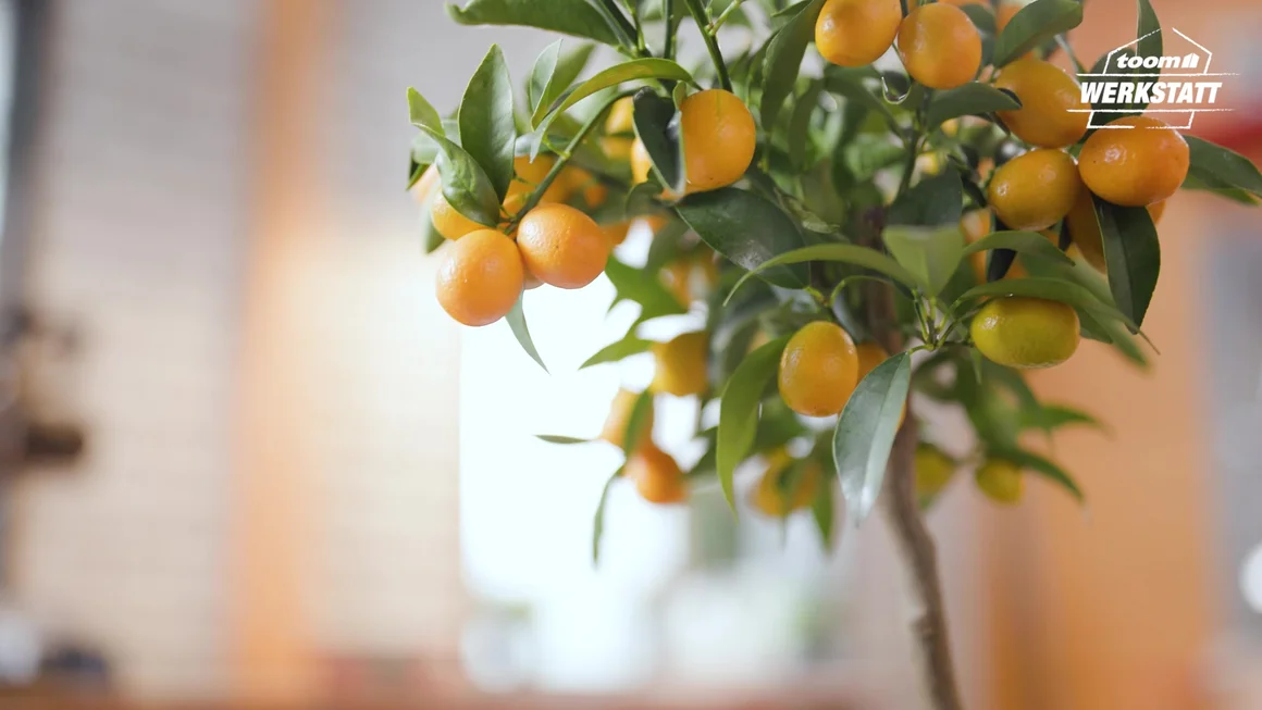 Zitruspflanze mit Früchten