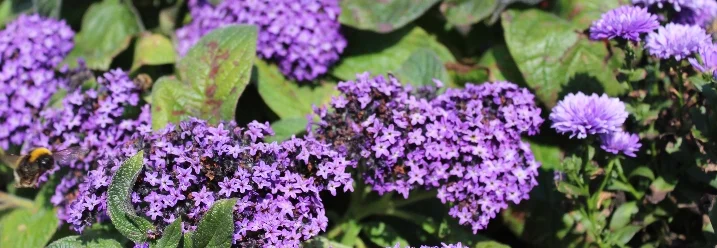 Lila Blütenmeer mit Biene