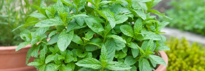 Minzpflanze in einem Topf
