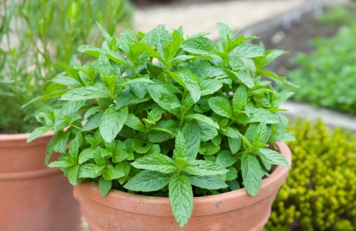 kardamom zimmerpflanze Elettaria cardamomum (Grüner Kardamom) 14,99€ main image 0