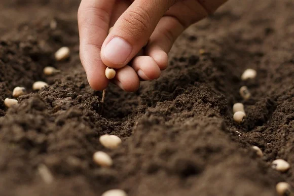 Hand sät Samen in die Erde