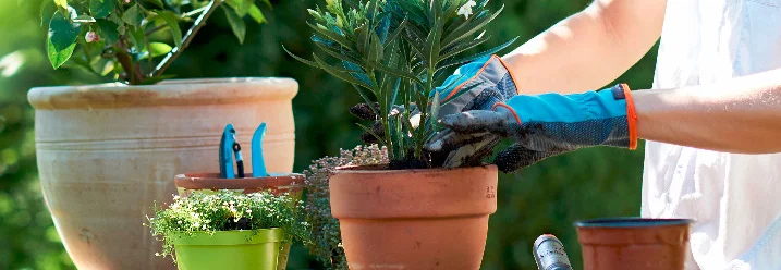 Person bepflanzt einen Tontopf