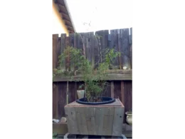 Bambus in einem Topf auf einem Holzkasten