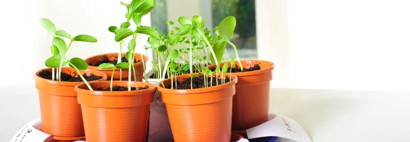 Junge Pflanzen in Töpfen