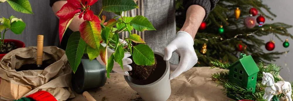 Eine Person mit Handschuhen topft einen Weihnachtsstern in einen neuen Topf um.